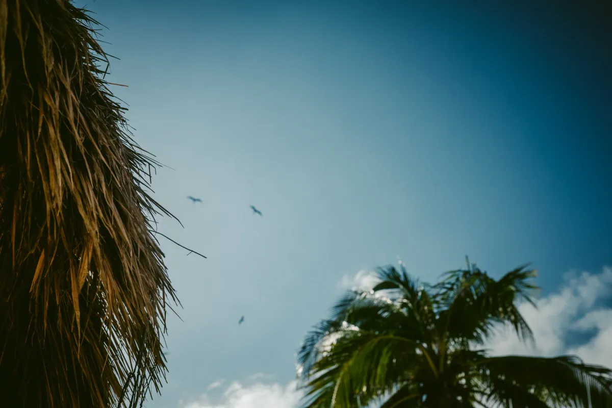 Birds flying above palm trees against a bright blue sky