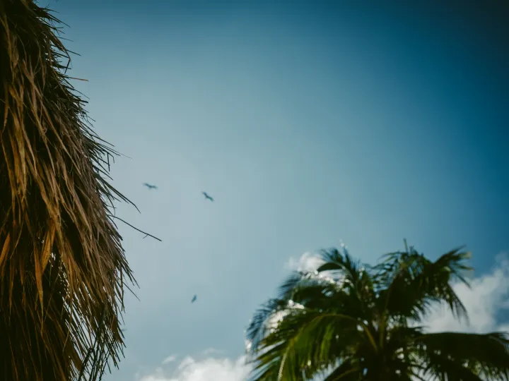 Birds flying above palm trees against a bright blue sky