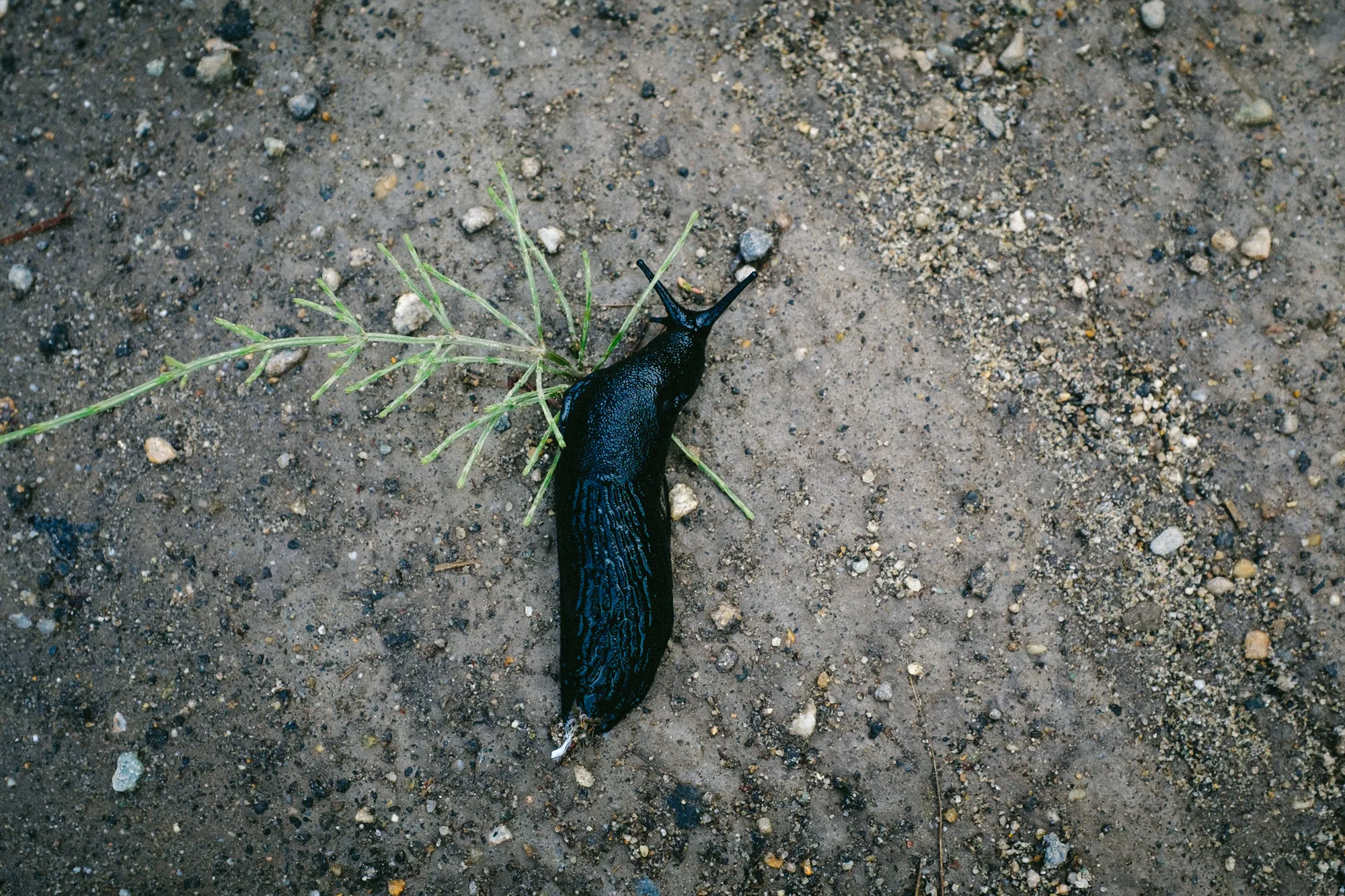 personal work photography image 13 by Rick Dang