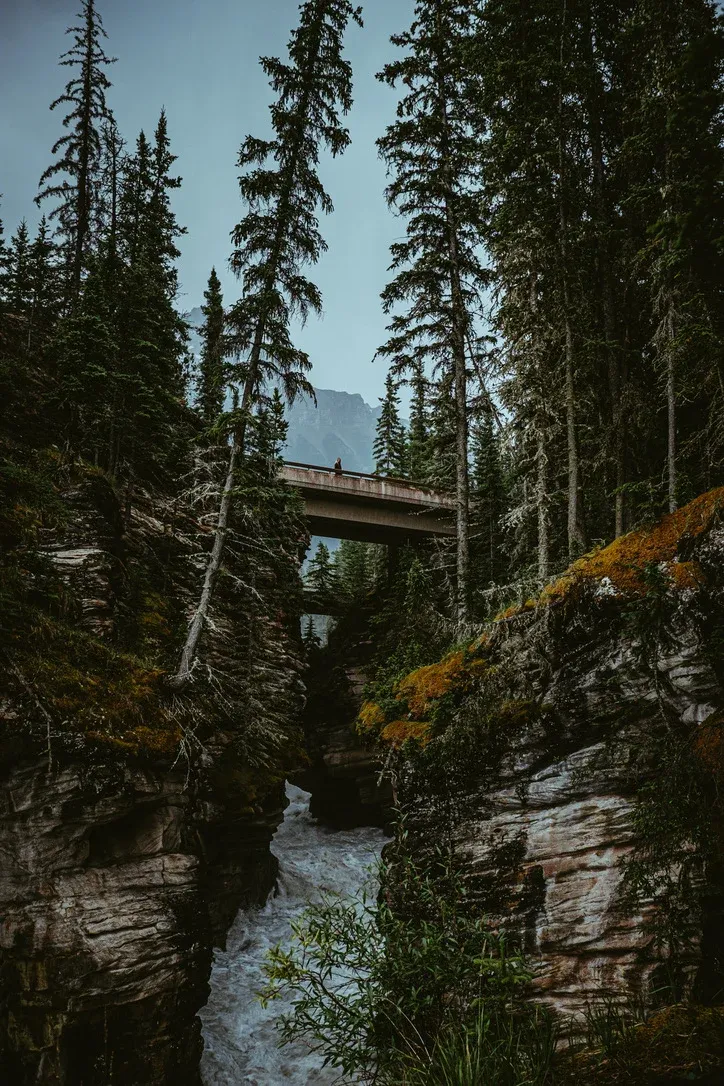 Wooden bridge crossing through a dark green forest