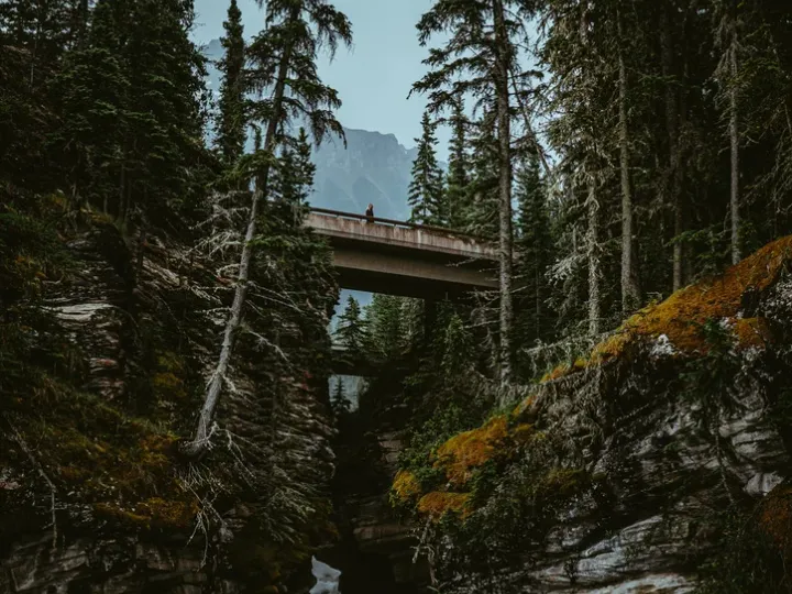 Wooden bridge crossing through a dark green forest