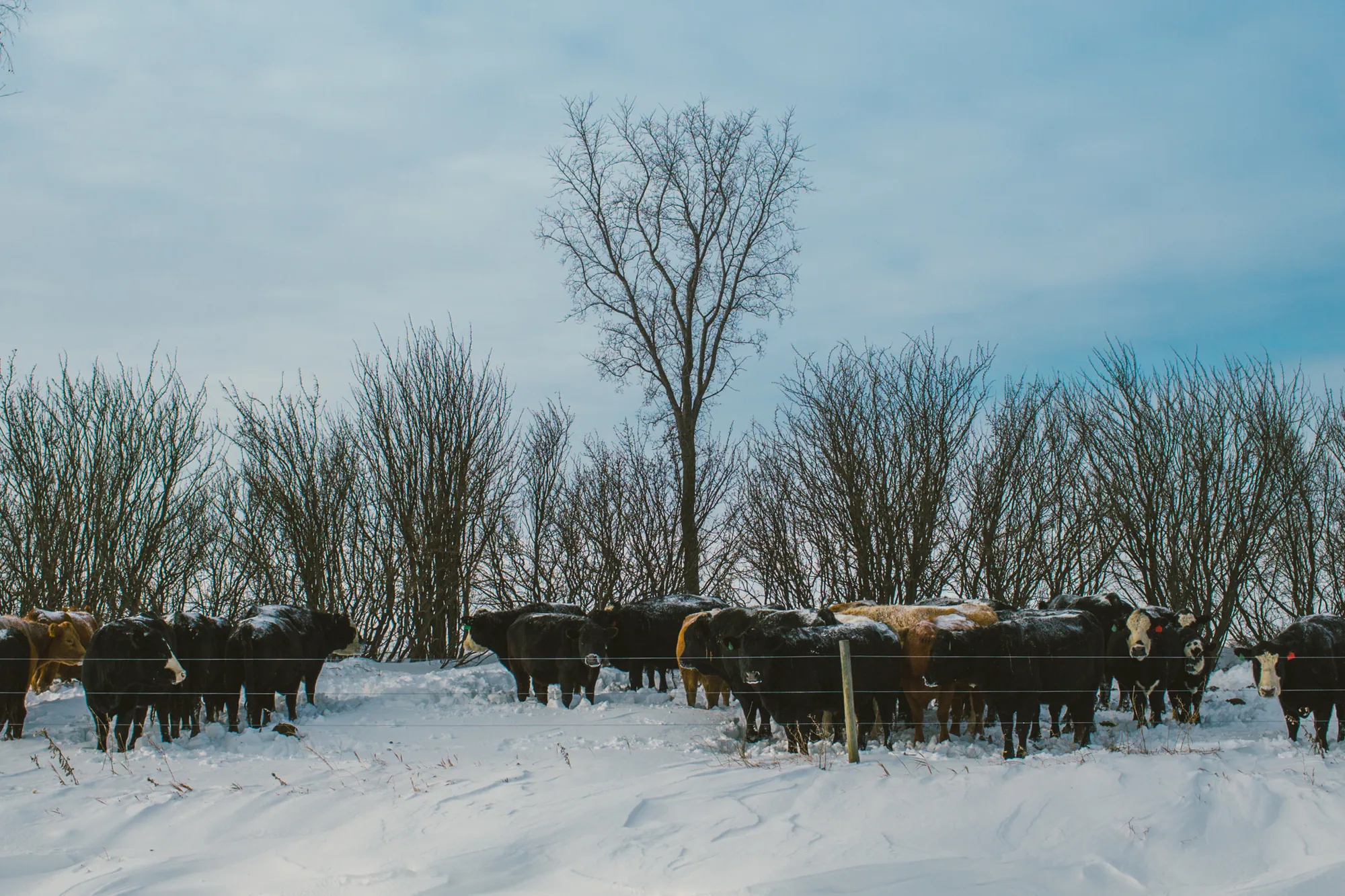 personal work photography image 24 by Rick Dang