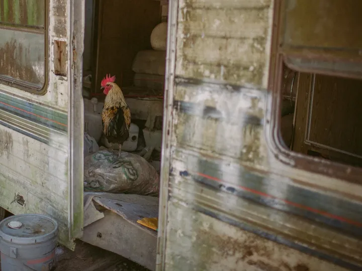 Rooster standing in the doorway of an old weathered camper