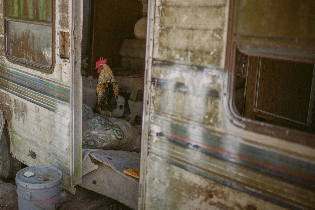 Rooster standing in the doorway of an old weathered camper