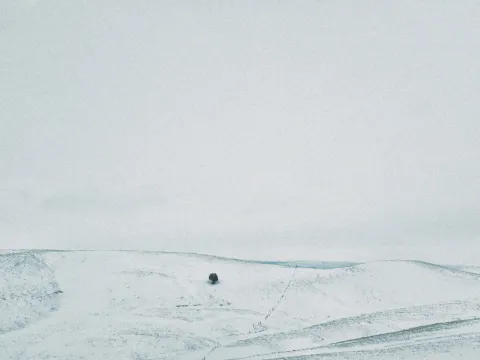 Single dark bush standing alone in a nearly white snowy field