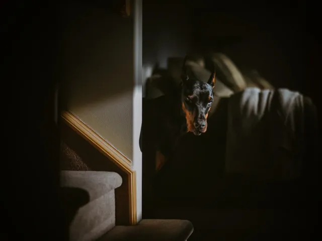 Dog standing in a dark stairwell with a narrow strip of warm light