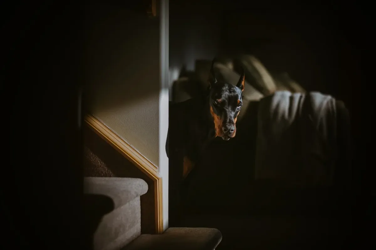 Dog standing in a dark stairwell with a narrow strip of warm light