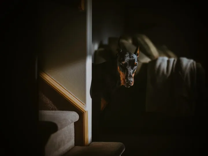 Dog standing in a dark stairwell with a narrow strip of warm light