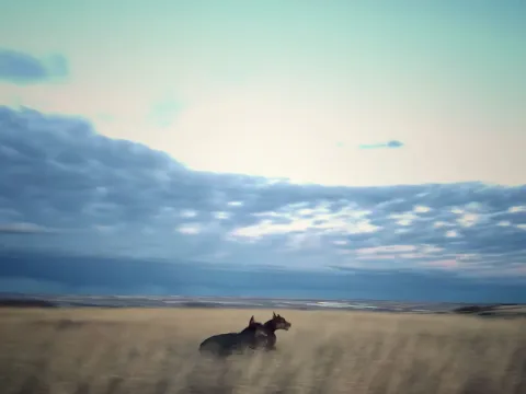 Two Dobermans moving across an open field beneath a wide sky