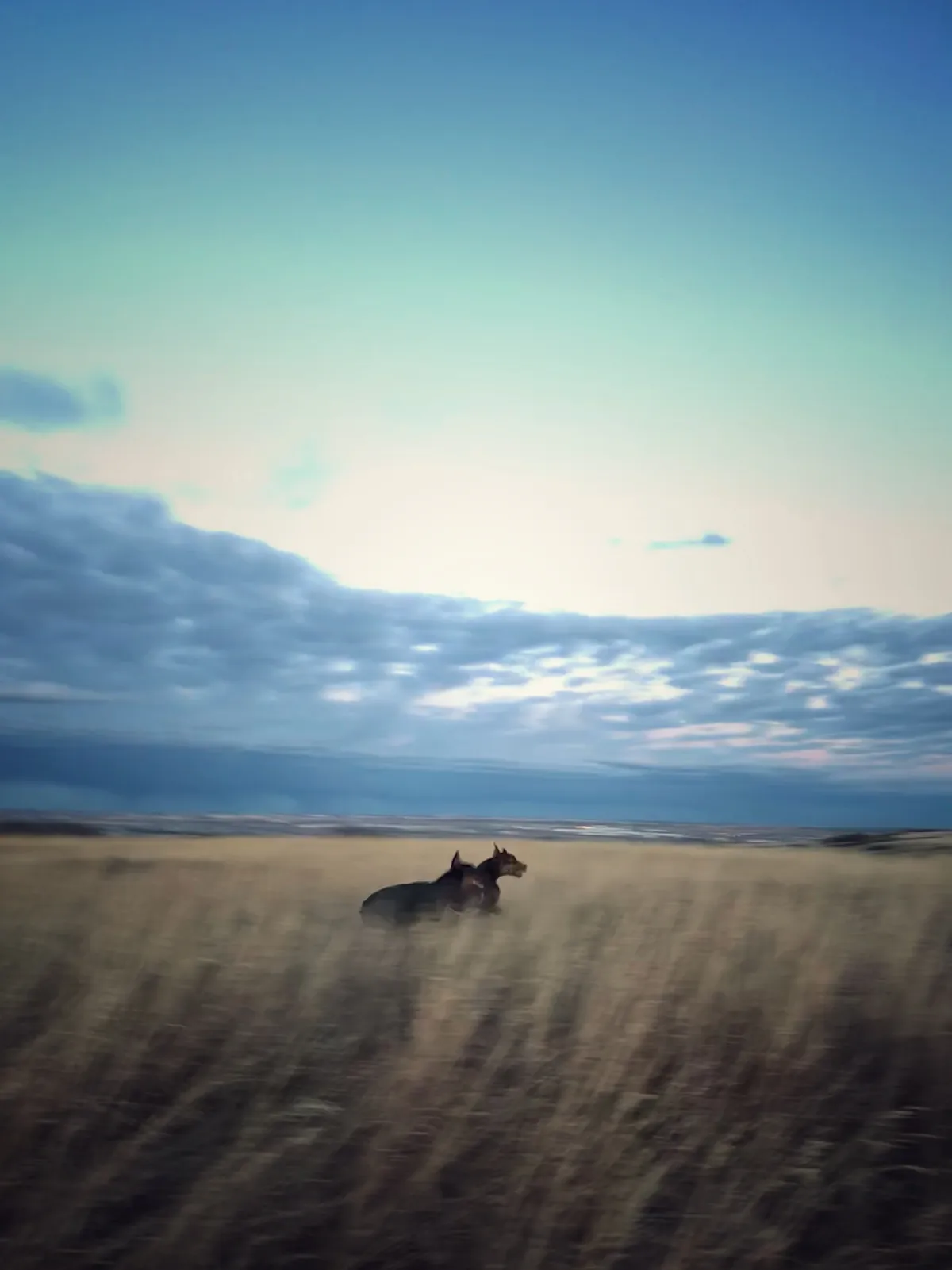 Two Dobermans moving across an open field beneath a wide sky