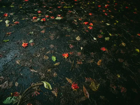 Fallen red leaves scattered on dark wet ground