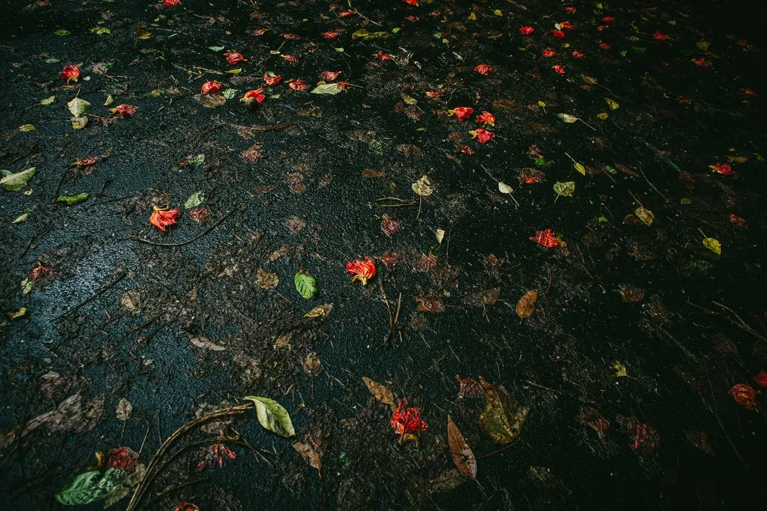 Fallen red leaves scattered on dark wet ground