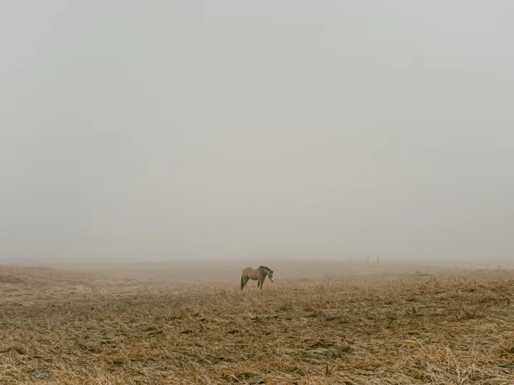 Horses standing in pale winter fog