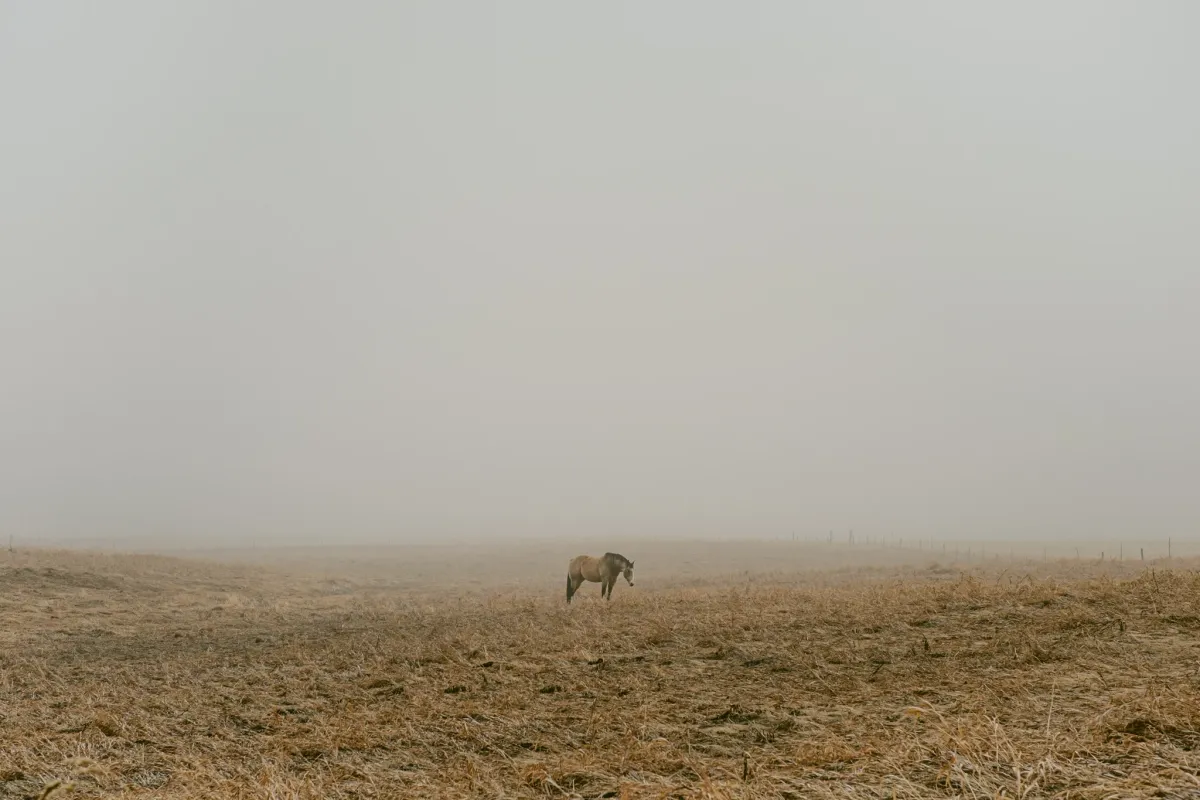 Horses standing in pale winter fog