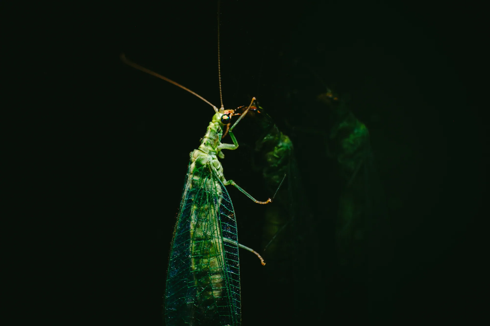 personal work photography image 48 by Rick Dang