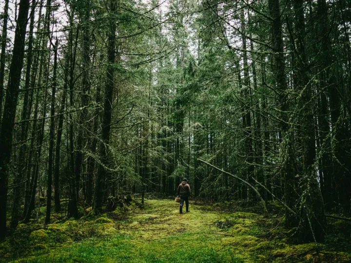 Narrow green forest path surrounded by tall trees