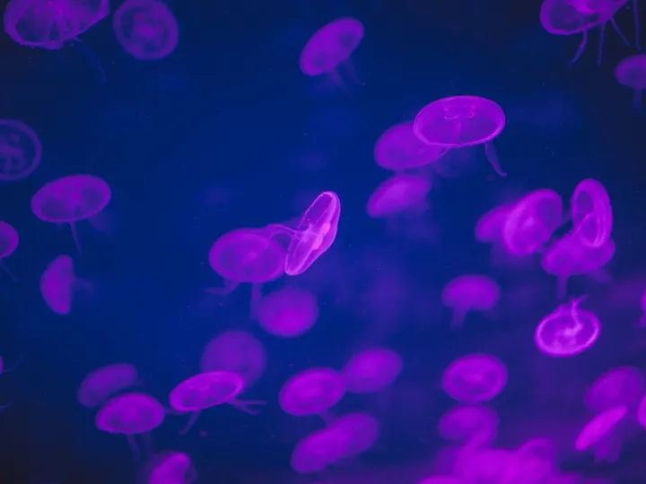 Jellyfish glowing in violet and blue aquarium light
