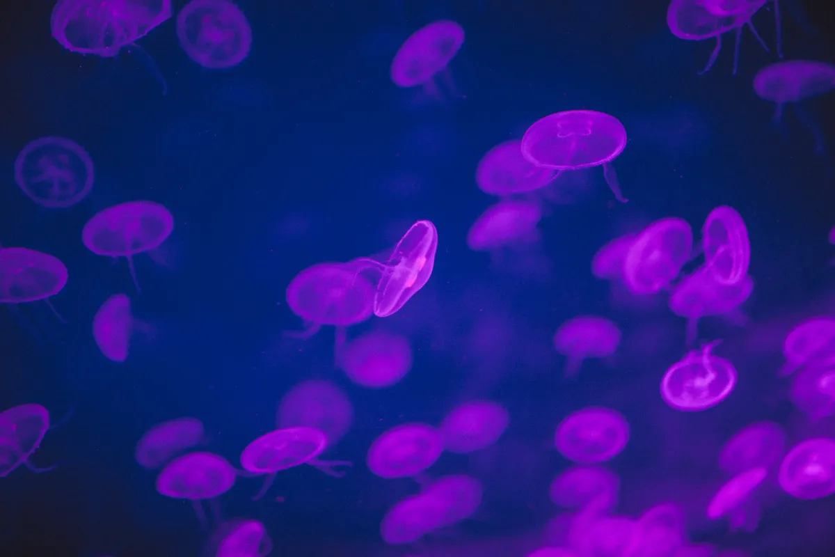 Jellyfish glowing in violet and blue aquarium light