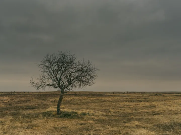 Lone tree standing in an open prairie field beneath a wide sky