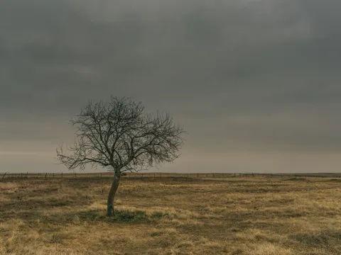 Lone tree standing in an open prairie field beneath a wide sky