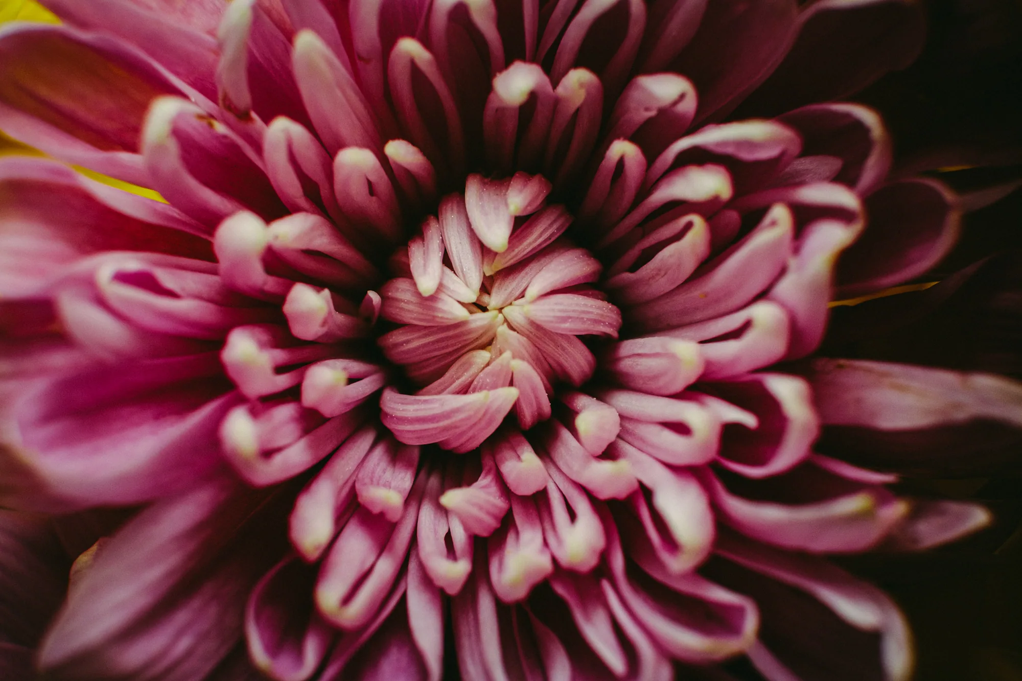 personal work photography image 76 by Rick Dang