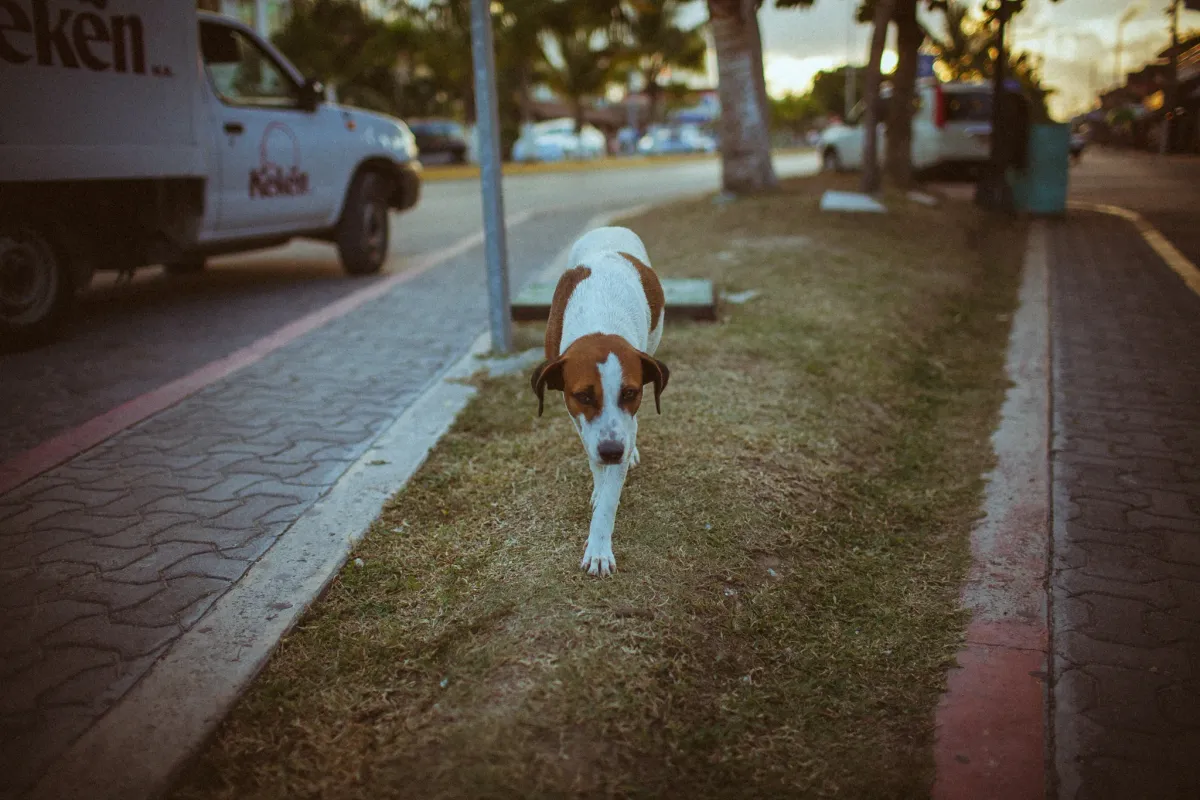 Dog walking along a sunlit sidewalk near a parked vehicle in evening light