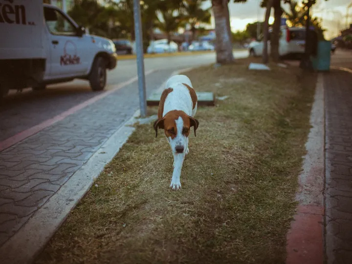 Dog walking along a sunlit sidewalk near a parked vehicle in evening light