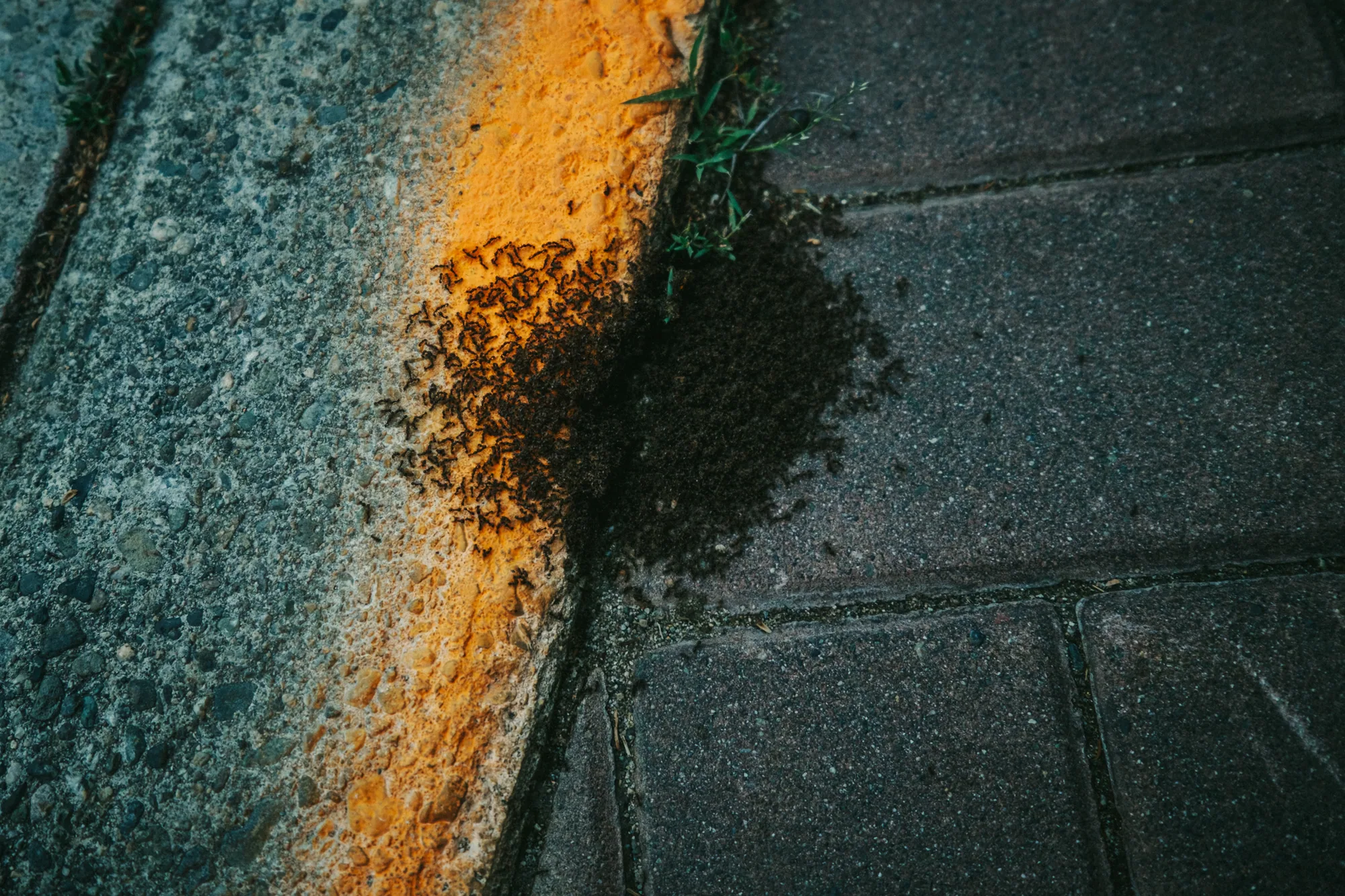 personal work photography image 94 by Rick Dang