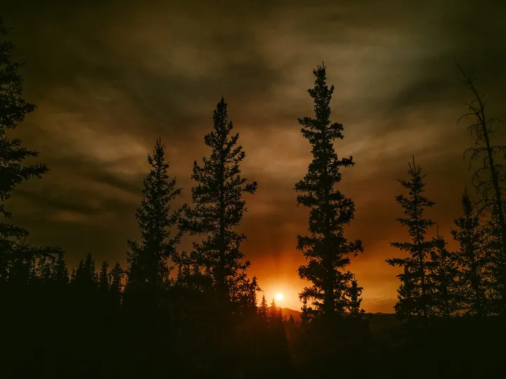 Low sun glowing between dark pine trees in a forest