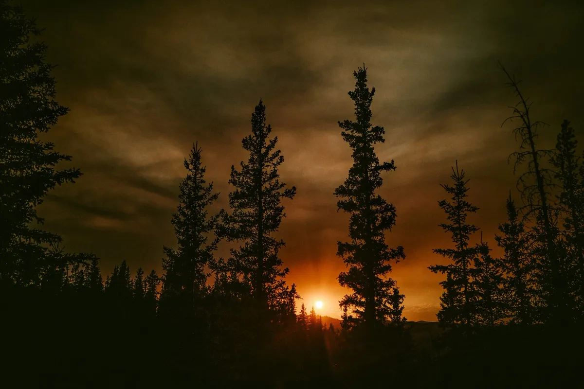 Low sun glowing between dark pine trees in a forest