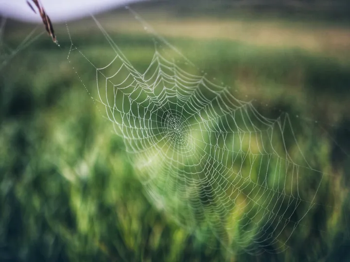 Spider web suspended in green grass with shallow focus