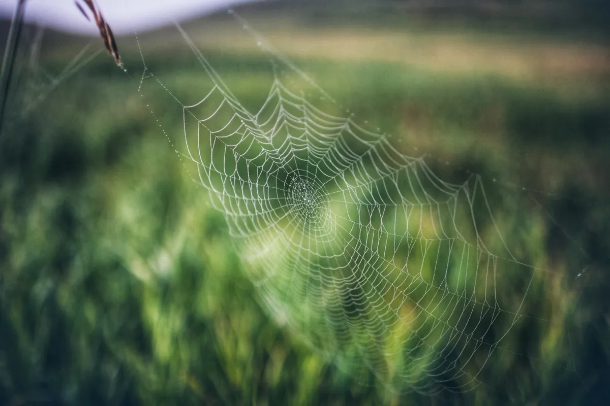 Spider web suspended in green grass with shallow focus
