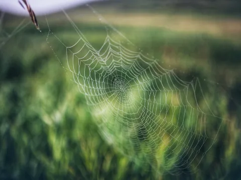 Spider web suspended in green grass with shallow focus